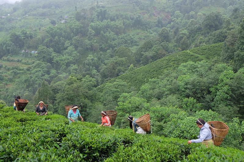 Rural women, drivers of change in forest-based climate action